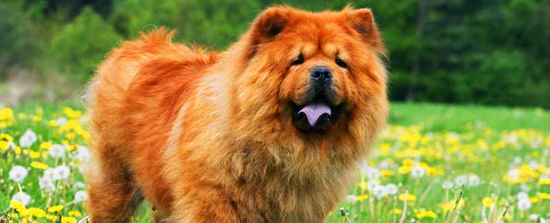 Chow chow